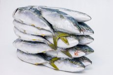 Желтохвост