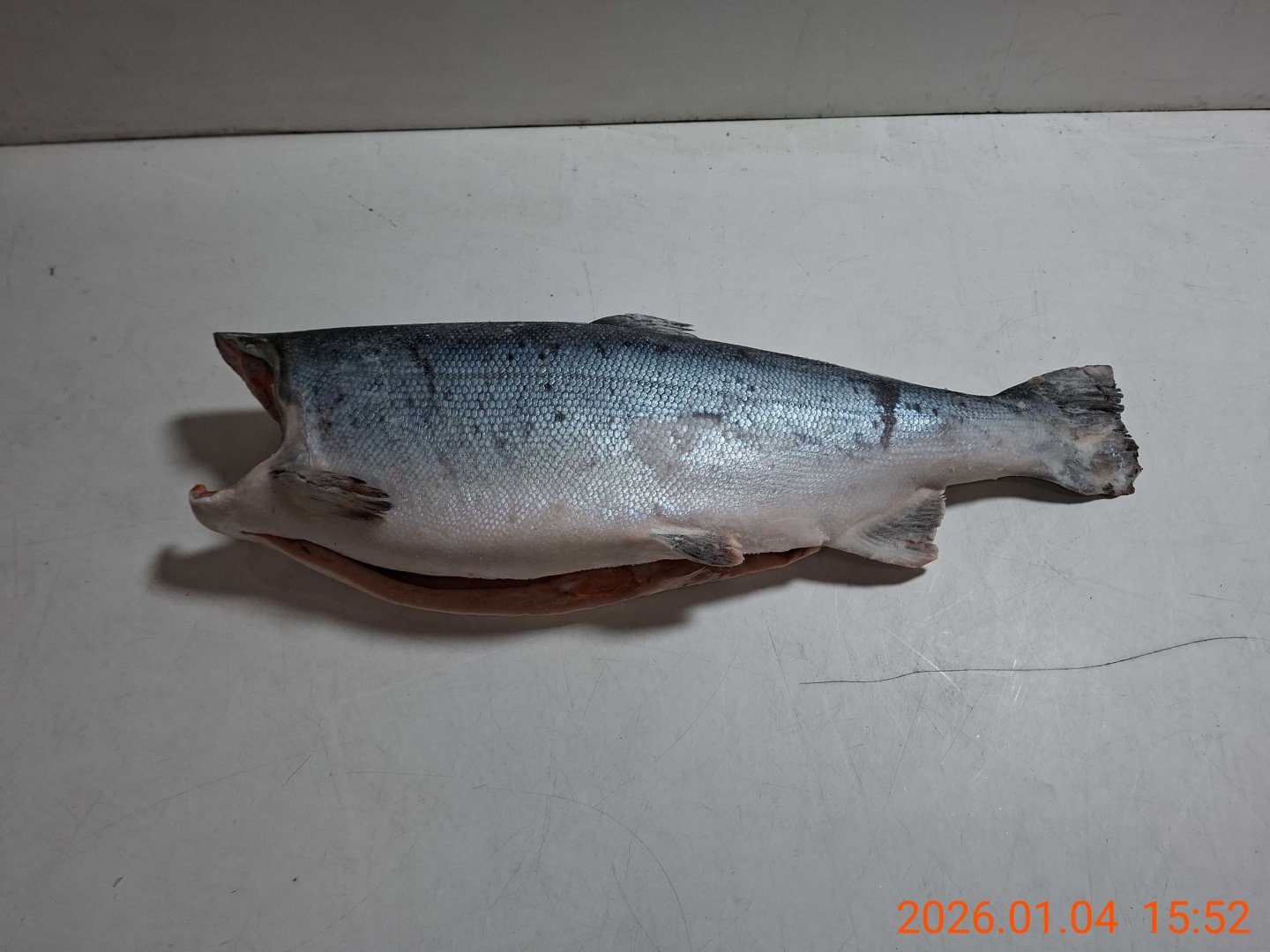 Кижуч 8-10 ЧИЛИ