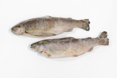 Форель РОССИЯ