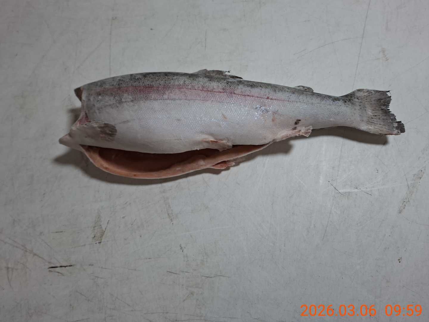 Defa_forel BG grade 1 6-9lb_Chile (5)
