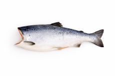 Кижуч 10+ ЧИЛИ