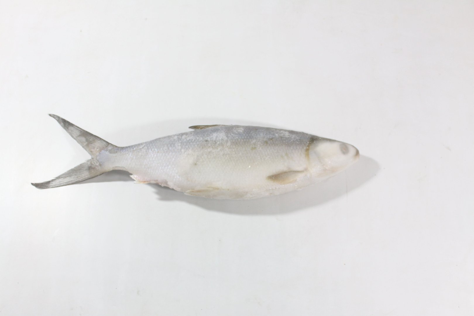 Молочная рыба