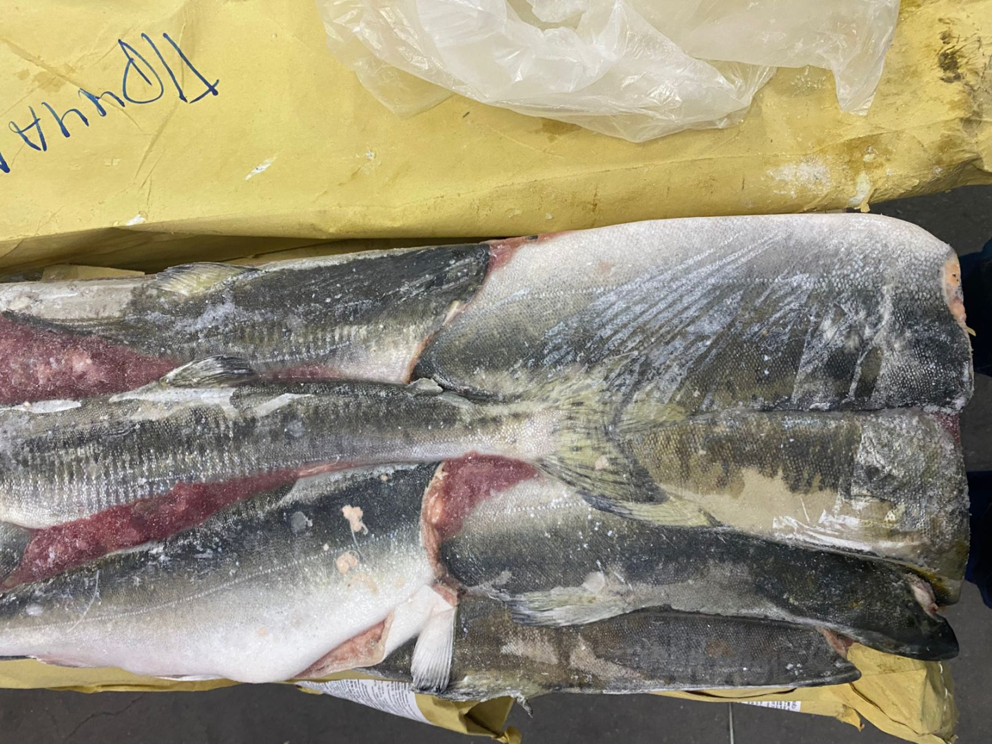 Горбуша РОССИЯ