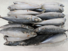 Скумбрия т/о, н/р, с/м, блок, 300-500 гр/шт, карт., 10 кг (3300/02892)