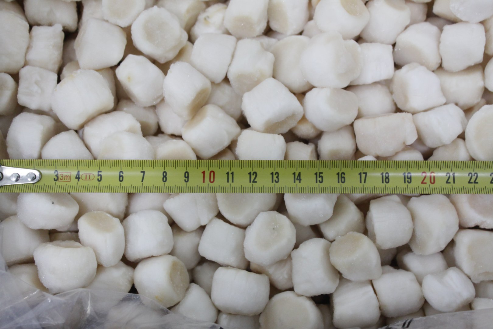 Гребешок российский