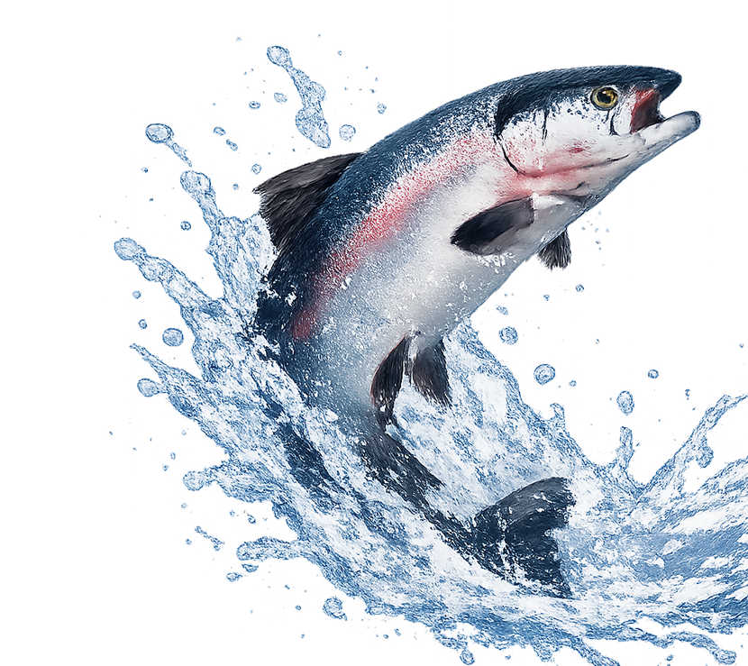 Зимний улов от Defa Group!