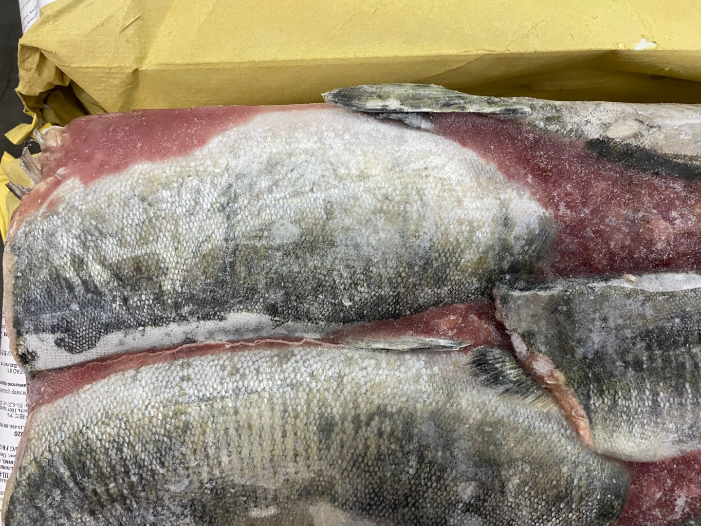 Горбуша РОССИЯ