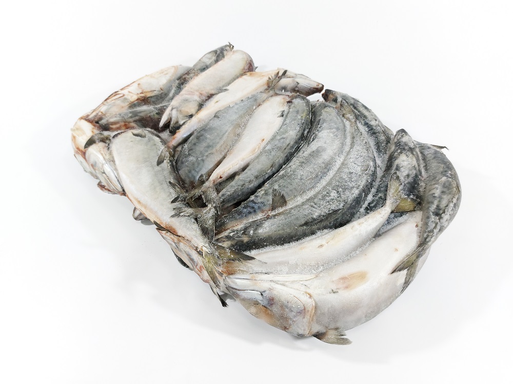 Скумбрия тихоокеанская РОССИЯ