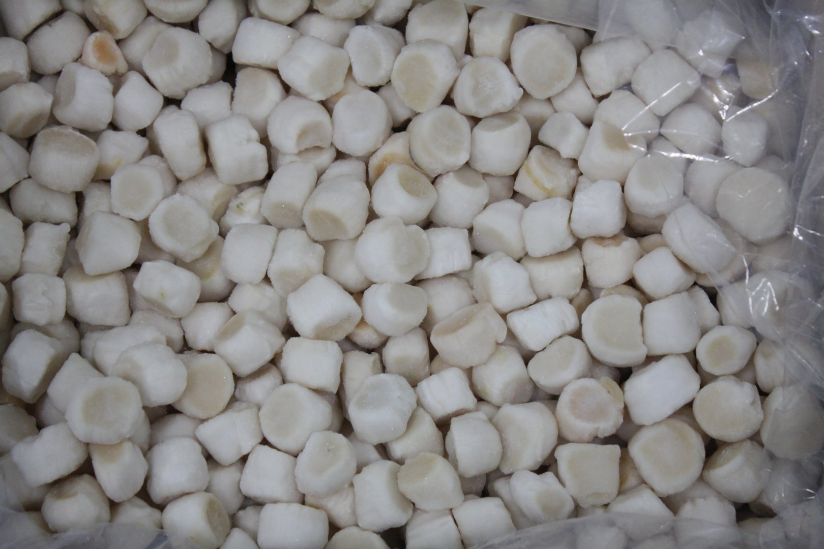 Гребешок российский