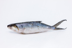 Молочная рыба