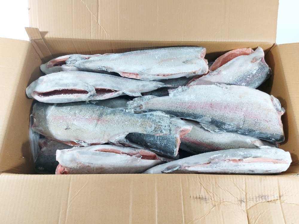 Defa_forel BG grade 1 6-9lb_Chile (5)