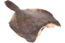 Камбала атлантическая 