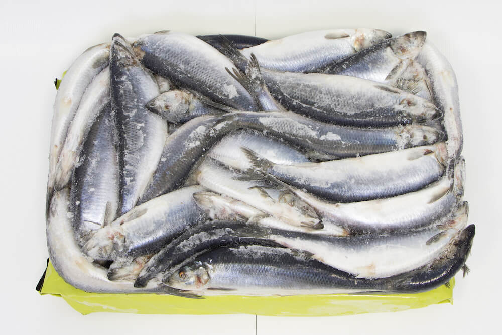 Сельдь атлантическая РОССИЯ