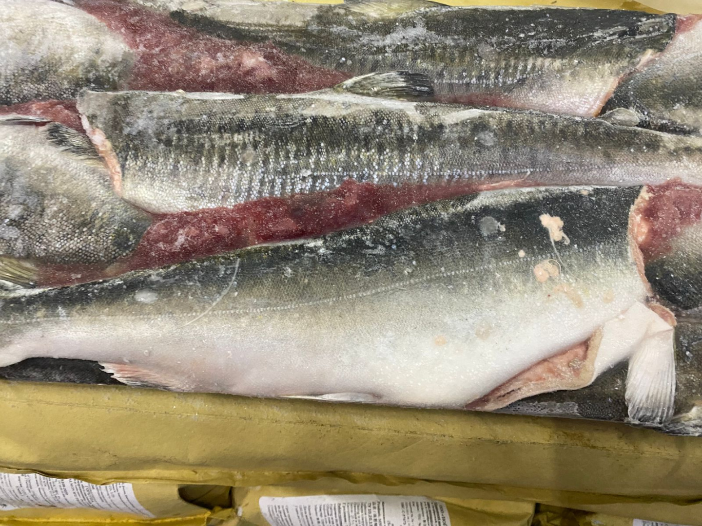 Горбуша РОССИЯ