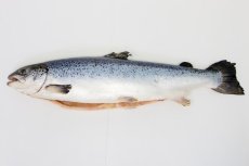 Лосось атлантический, прем., псг, с/м, индивид, 7+ кг/шт, карт. (8001)