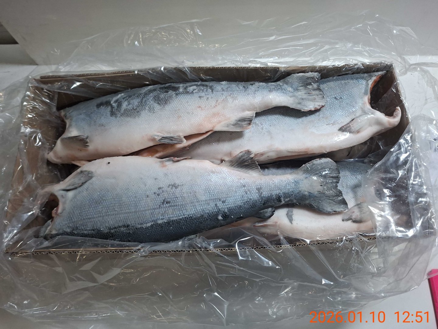 Кижуч 6-8 ЧИЛИ