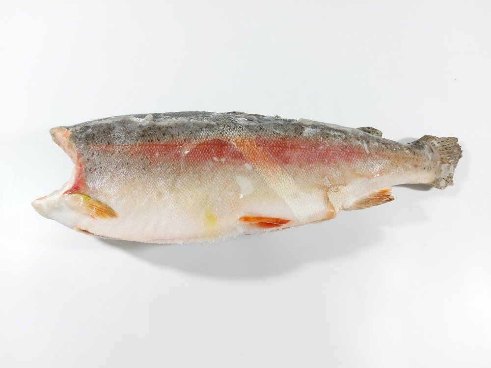 Defa_forel BG grade 1 6-9lb_Chile (5)