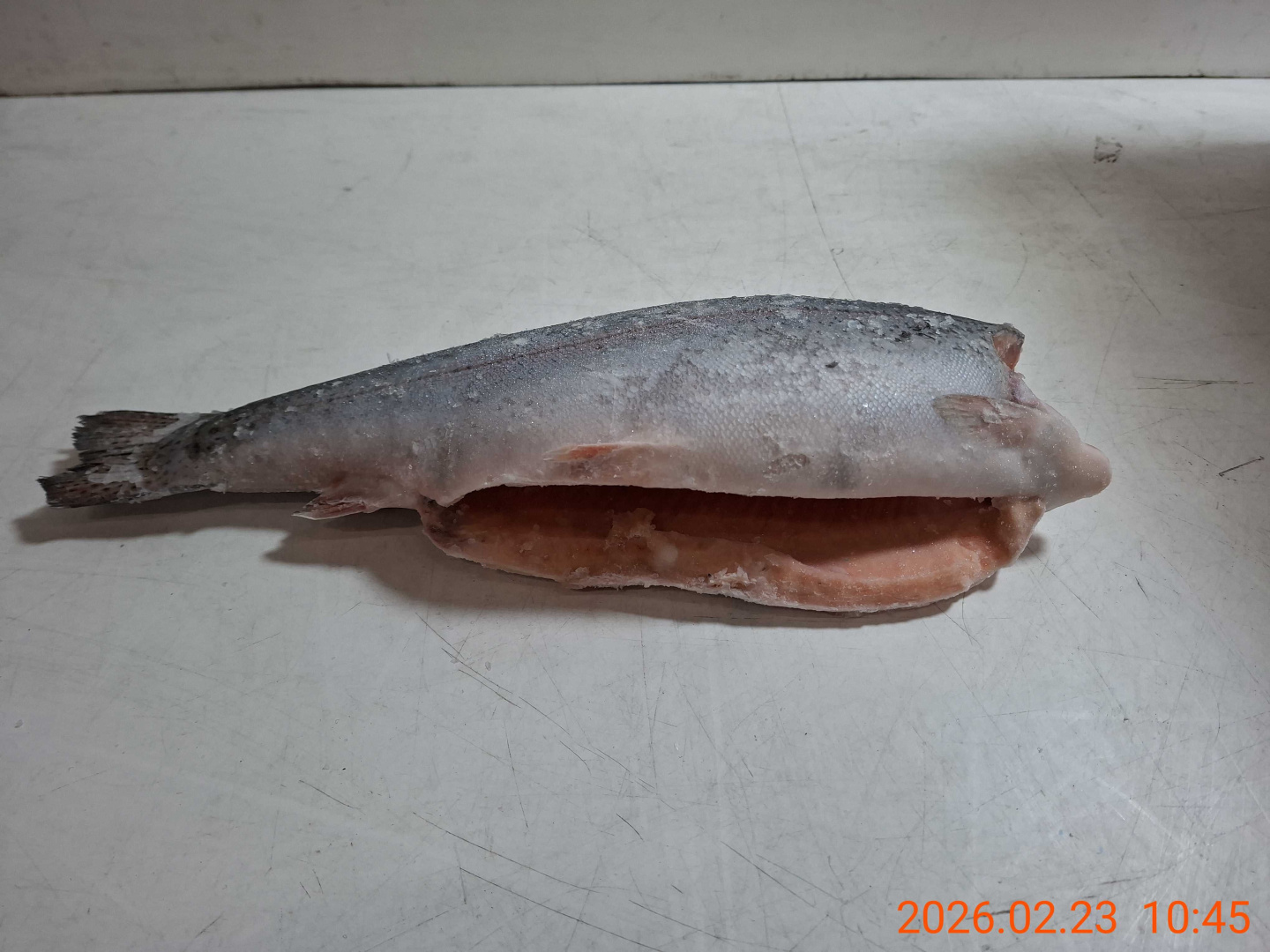 Defa_forel BG grade 1 6-9lb_Chile (5)