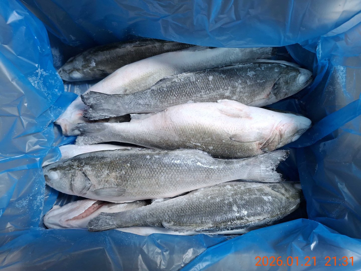 Сибас с/м ТУРЦИЯ