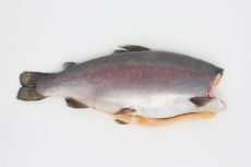 Форель ЧИЛИ