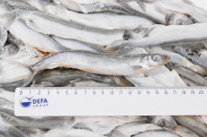 Мойва, н/р, с/м, 2 блока, 25-35 шт/кг, карт., 26 кг (FO 174)