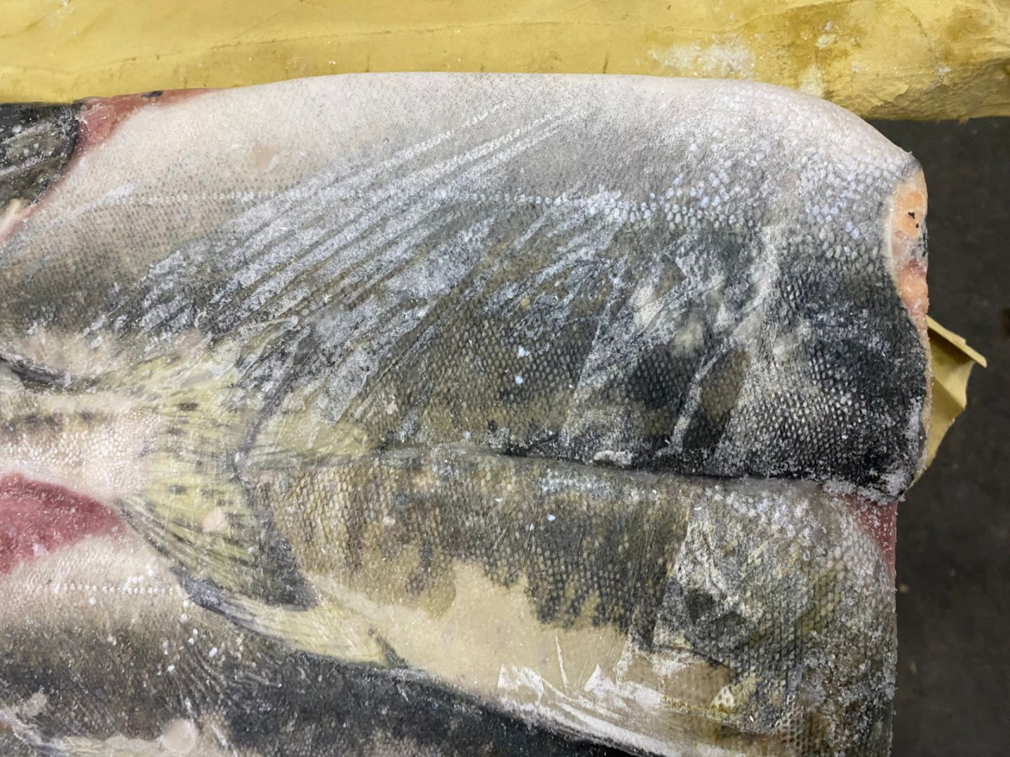 Горбуша РОССИЯ