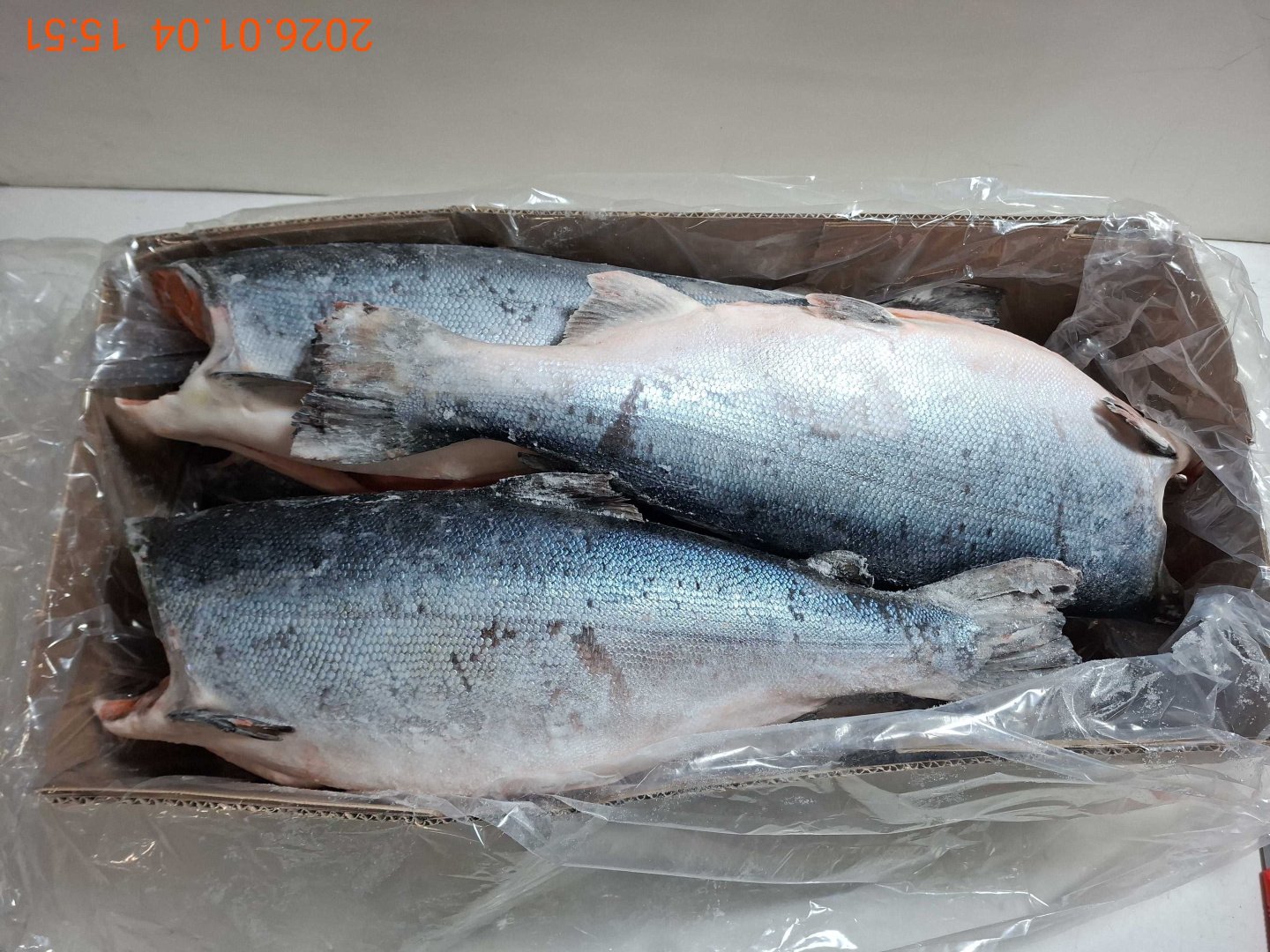 Кижуч 8-10 ЧИЛИ