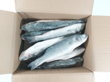 Сибас с/м РОССИЯ