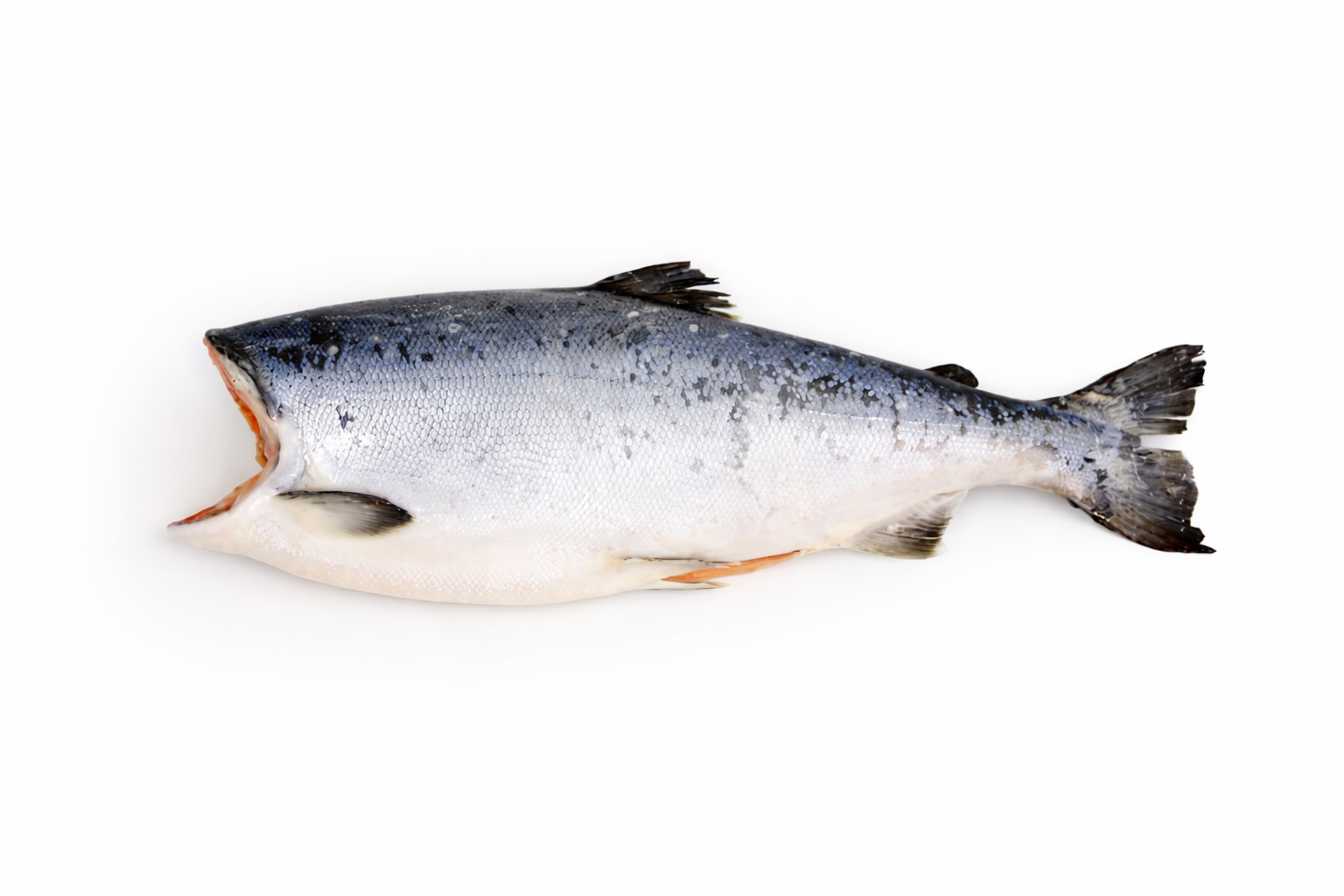 Кижуч 8-10 ЧИЛИ