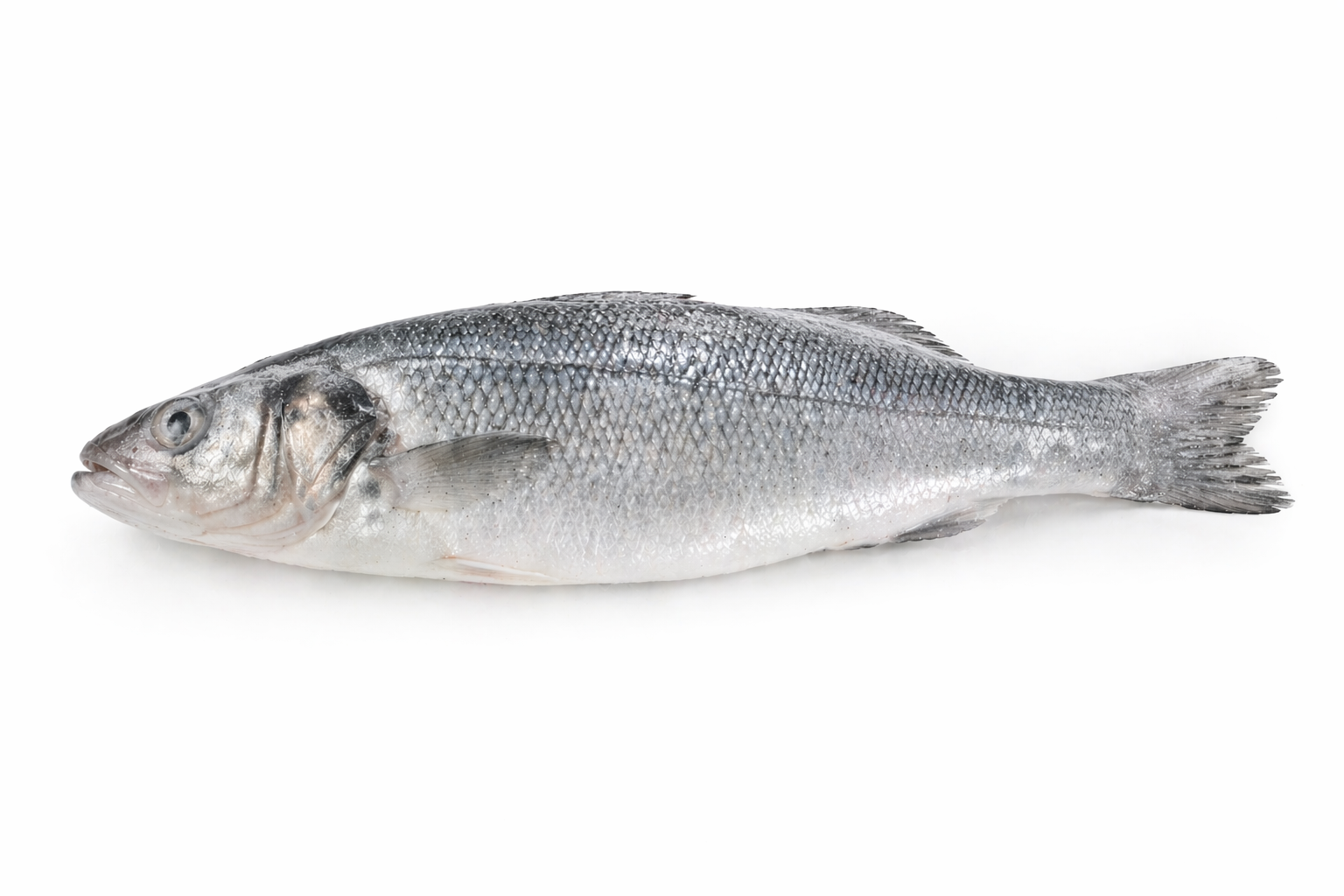 Сибас с/м ТУРЦИЯ