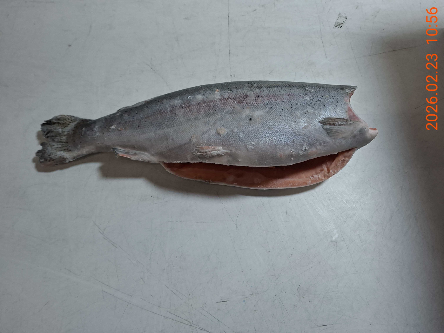 Defa_forel BG grade 1 6-9lb_Chile (5)