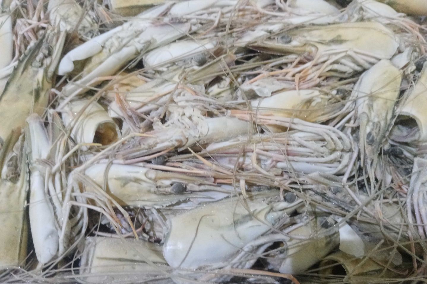 Креветка головы
