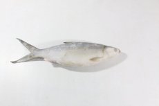 Молочная рыба, н/р, с/м, индивид, не более 5%, 800+ гр/шт, карт., 10 кг (2100/02789)