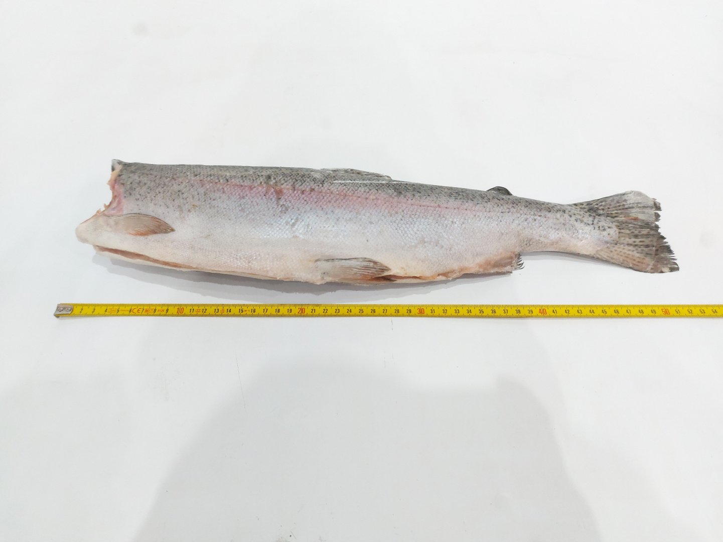 Defa_forel BG grade 1 6-9lb_Chile (5)