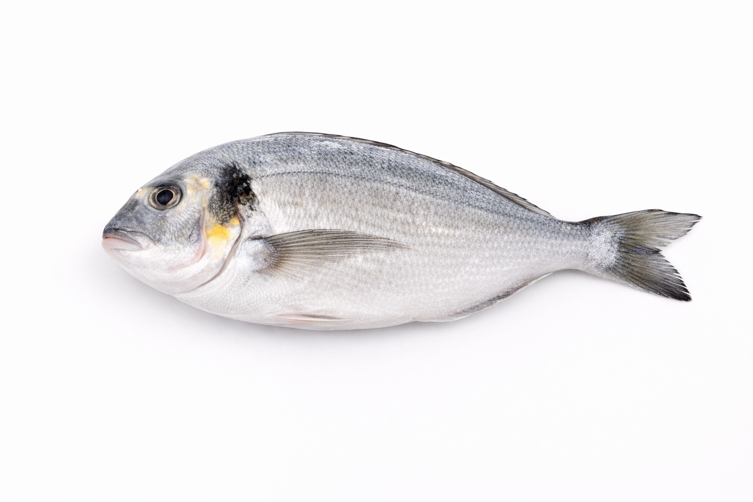 Дорадо с/м ТУРЦИЯ