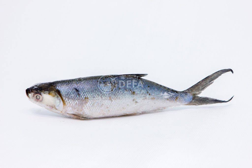 Молочная рыба