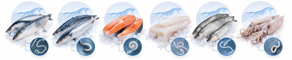 Анизакиды 2.png