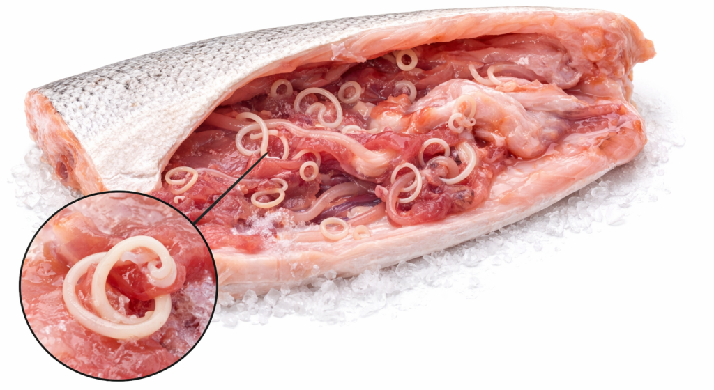 Анизакиды 1.png