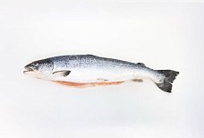 Лосось с/м Чили 3-4