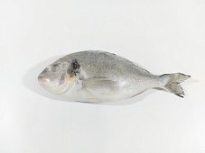 Дорадо с/м ТУРЦИЯ